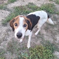 LOOKY, chien à adopter