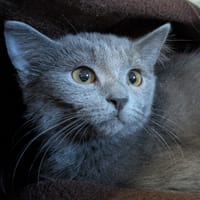 Princesse [Chaton], chatte à adopter