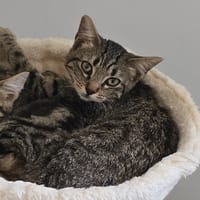 AVA (réservée), chatte à adopter