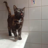 PREIAN, chatte à adopter