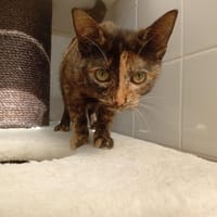 ISINMI, chatte à adopter