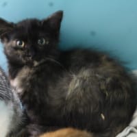 SAGA, chatte à adopter