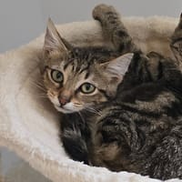 STOUT (réservé), chat à adopter