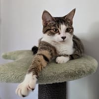 LUANDA (réservée), chatte à adopter