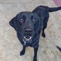 OLIE, chienne à adopter