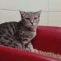 Cleopatre, chatte à adopter