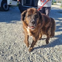 NINA, chienne à adopter