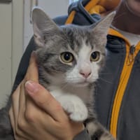 Zipette [Chaton], chat à adopter