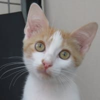 SACHA, chatte à adopter