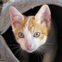 KALINA, chatte à adopter