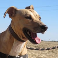 GAUFRETTE, chienne à adopter