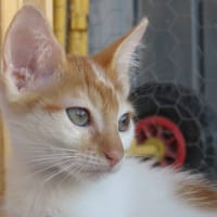 KIMY, chatte à adopter