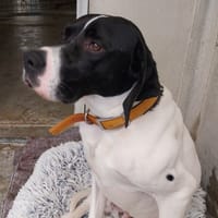 SOSO VAA, chien à adopter
