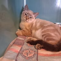 PHOENIX, chat à adopter