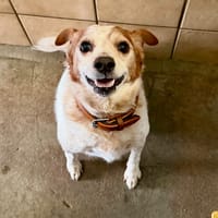 STEVEN, chien à adopter