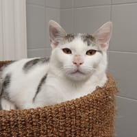 BOUNTY, chat à adopter