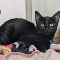 LOOPING, chat à adopter