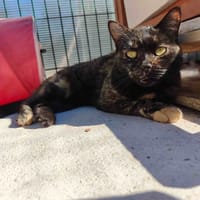 SUNRISE C, chatte à adopter