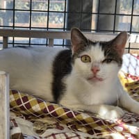 FLASHY, chatte à adopter