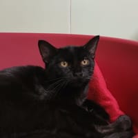 BONZAI, chat à adopter
