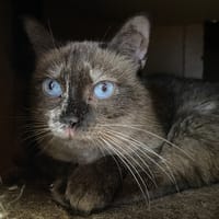 OSAKA, chatte à adopter