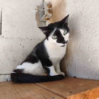 LINDT C, chat à adopter