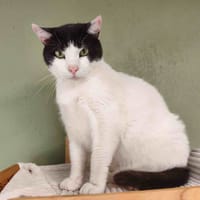 BILLY C, chat à adopter
