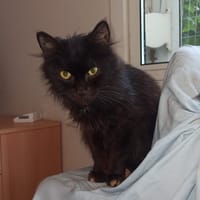 Pixie Sauvagnon  20, chatte à adopter