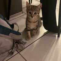 MINNIE, chatte à adopter