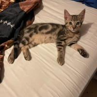 BLUE, chat à adopter