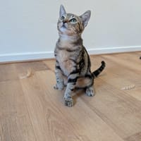PRISTI, chat à adopter