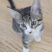 LIKO, chatte à adopter