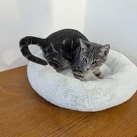 FALKOR, chat à adopter