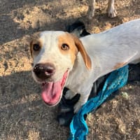 Cha, chienne à adopter