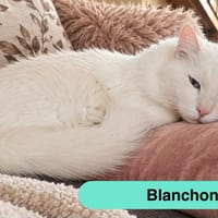 BLANCHON, chat à adopter