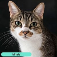 MITSIE, chatte à adopter