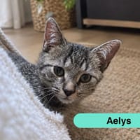 AELYS, chatte à adopter