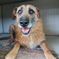 NINA (Union Animal), chienne à adopter