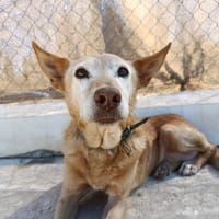 HERMES (Union Animal), chien à adopter