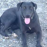 EVELIN (Los Reyes), chienne à adopter