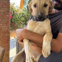 CHANEL (Los Reyes), chienne à adopter
