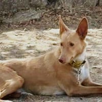 BERTO, chien à adopter