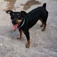 GALLETA, chien à adopter