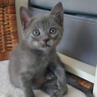 ILDUT À ADOPTER AVEC UN CHAT DÉJÀ PRÉSENT CHEZ VOUS, chatte à adopter