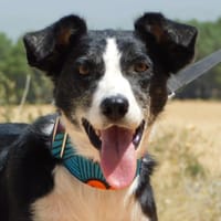 TONI, chien à adopter