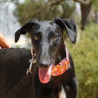 ZANIAH, chienne à adopter