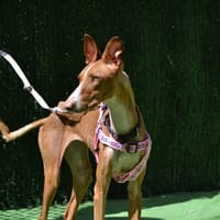 SUNNY, chienne à adopter