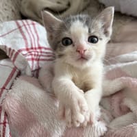 PETIT PRINCE, chat à adopter
