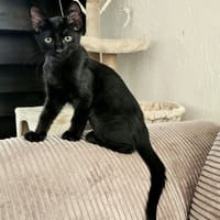 GROVER, chat à adopter