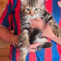 Mau, chatte à adopter